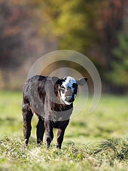 A Black Angus calf photo