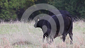 Black angus calf suckling from mother at free range farm. Raising cattle, farming business.