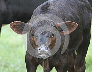 Black Angus calf with top lip curled, milk on face