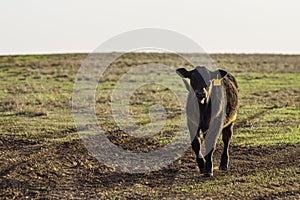 Black Angus calf walking through muddy pasture