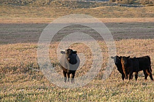 Black Angus Cattle