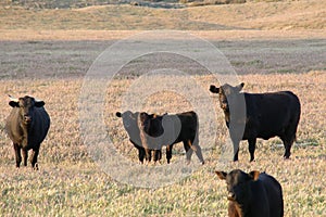 Black Angus Cattle