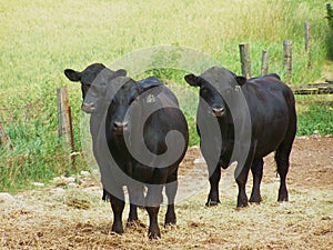 Black Angus Cattle