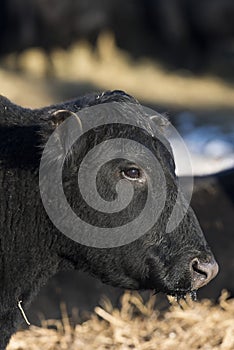 Black Angus Cattle