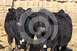 Two Black Angus cows a