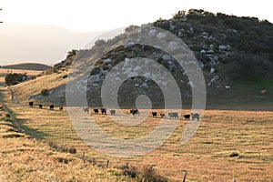 Black Angus Cattle grazing in a meadow