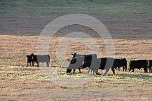 Black Angus Cattle grazing in a meadow