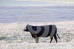 Black Angus Cattle grazing in a meadow