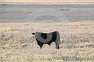 Black Angus Cattle grazing in a meadow