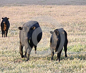 Black Angus Cattle grazing in a meadow