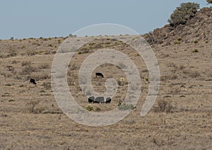 Black angus cattle grazing on a ranch outside Marfa, Texas.