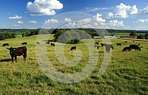 Black angus cattle in pasture