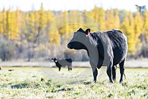 Black Angus cattle in a pasture in late autumn