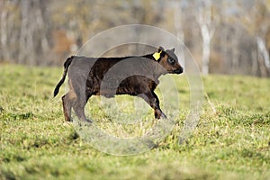 Black Angus cattle in a pasture in late autumn