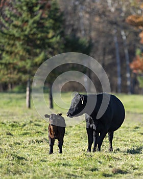 Black Angus cattle in a pasture in late autumn