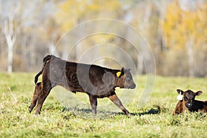 Black Angus cattle in a pasture in late autumn