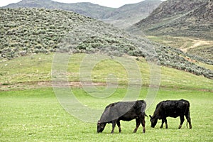 Black angus cattle on the range.