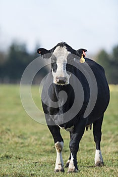 Black Angus Cow