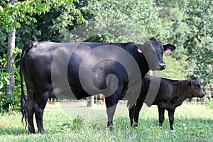Black Angus cow and calf