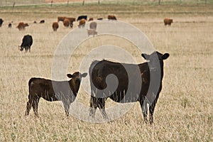 Black Angus Cow with Calf photo