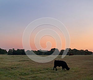 Black angus cow calf grazing in a lush green pasture at sunrise with geese flying