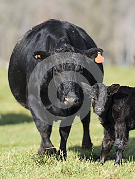 Black Angus Cow and calf photo