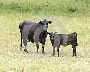 Black Angus cow and calf in Oklahoma