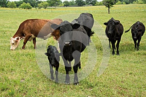 Black angus cow and calf pair on green pasture