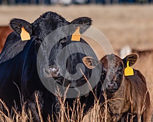 Black Angus cow-calf pair