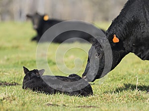 Black Angus Cow and calf photo