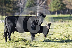 A Black Angus cow and calf