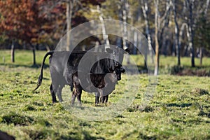 A Black Angus cow and calf photo