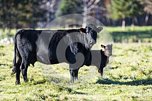 A Black Angus cow and calf photo