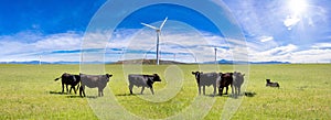 Black Angus cow, cattle in a pasture, green field, blue sky, sunny spring day, Texas, America