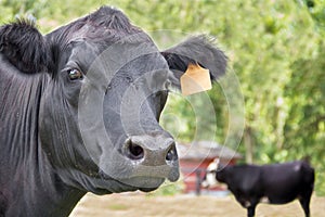 Black Angus cow photo