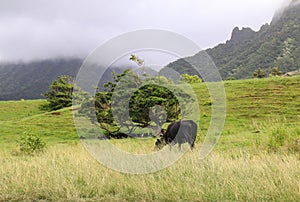 a black angus cow feeding on grass