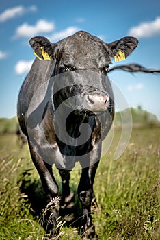 Black angus cow on grass in sunny day