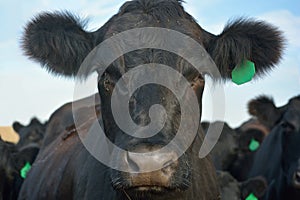 Black Angus Cow with Green Ear Tag in a Pasture