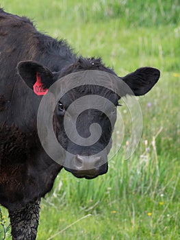 A Black Angus Cow Looking at the Camera