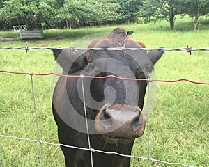 Black Angus Cow looking through wire fence