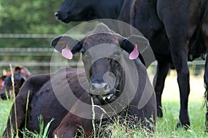 Black Angus cow lying in green grass with herd in background