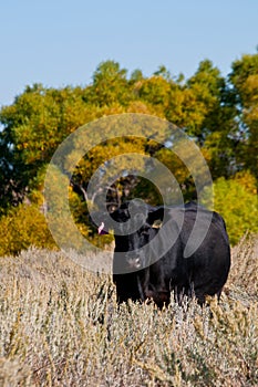 Black Angus cow standing in a sagebrush field photo