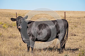 Black Angus cow standing from the side looking at the camera.