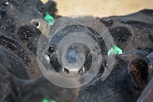 Black Angus Cow Struggles to see over herd