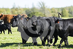 Black Angus Cows