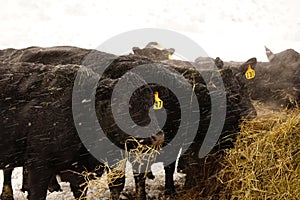 Black angus cows feeding in the snow.