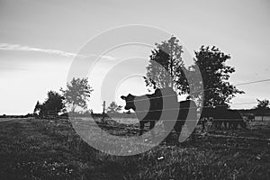 Black Angus cows graze in silhouette against the sunset sky. with electric fence fencing and tree silhouettes in the pasture field