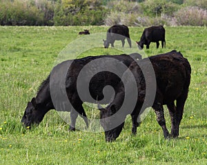 Black Angus Cows Grazing in a green Meadow