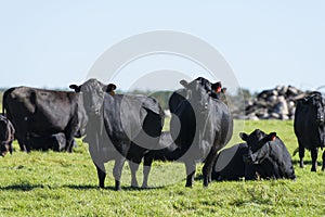 Black Angus Cows