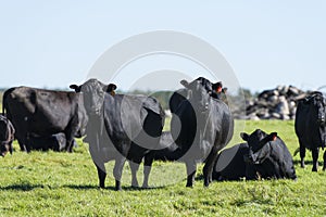 Black Angus Cows photo